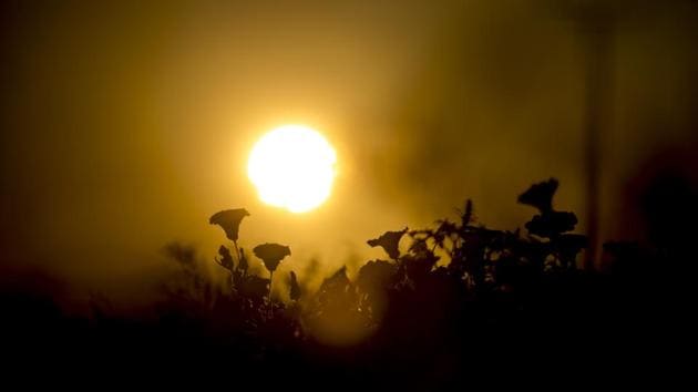 More than 200 species of plant have been found to grow in the area, drawing botanists from across Chile and regions beyond. (Martin Bernetti / AFP) More than 200 species of plant have been found to grow in the area, drawing botanists from across Chile and regions beyond. (Martin Bernetti / AFP)