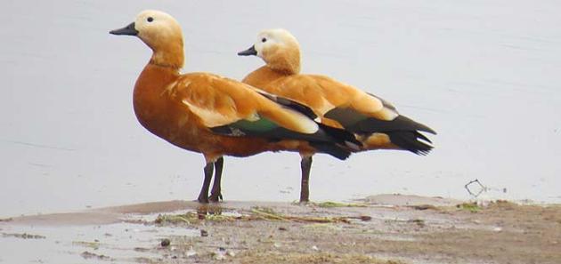 Ruddy Shelduck is a waterbird, breeds in central Asia, Siberia and migrates in winters.((HT photo))