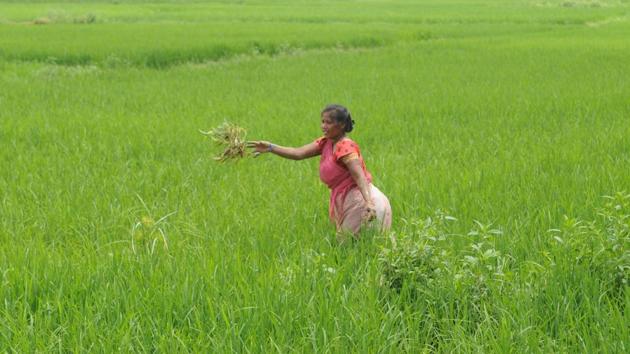 Launched in August 2016, the crop insurance scheme aims to shield farmers from nature’s fury and crop damage.(HT file photo)