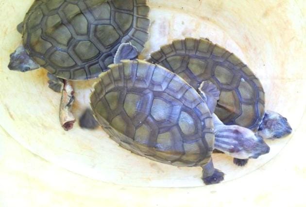 Three rare turtles recovered from a poacher’s possession by STF of forest department in Morena(HT Photo)