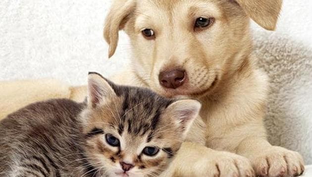 Cancer prevails among a majority of pet animals, including cattle, dogs and cats. (Representative image) Cancer prevails among a majority of pet animals, including cattle, dogs and cats. (Representative image)