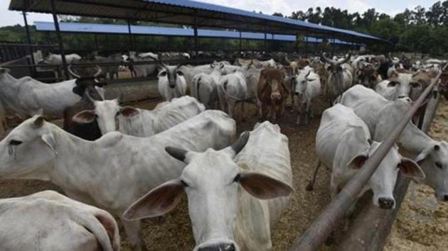 Officials said tagging will motivate shelter owners with less than 200 cows to bring in more abandoned cows for govt grants. (HT Photo) Officials said tagging will motivate shelter owners with less than 200 cows to bring in more abandoned cows for govt grants. (HT Photo)