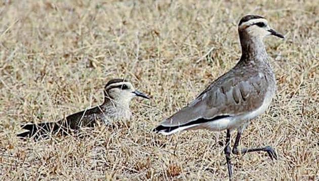 Sociable lapwings at Bikaner, Rajasthan, in January 2017. (DR SURYA PRAKASH) Sociable lapwings at Bikaner, Rajasthan, in January 2017. (DR SURYA PRAKASH)
