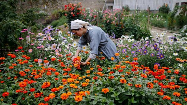 A sister, member of the ‘Clarisses’ community, picks up flowers at the Saint Clare Monastery in Nantes, France September 7, 2017. (REUTERS) A sister, member of the ‘Clarisses’ community, picks up flowers at the Saint Clare Monastery in Nantes, France September 7, 2017. (REUTERS)