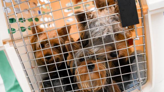 A crate of dogs is carried into the Germain Arena in preparation for Hurricane Irma in Estero, Florida, on Saturday. (Reuters Photo) A crate of dogs is carried into the Germain Arena in preparation for Hurricane Irma in Estero, Florida, on Saturday. (Reuters Photo)
