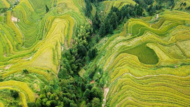This photo taken on September 4, 2017 shows an aerial view of terraced rice fields in Jiache village in Congjiang county, China's southwestern Guizhou province. (AFP) This photo taken on September 4, 2017 shows an aerial view of terraced rice fields in Jiache village in Congjiang county, China's southwestern Guizhou province. (AFP)