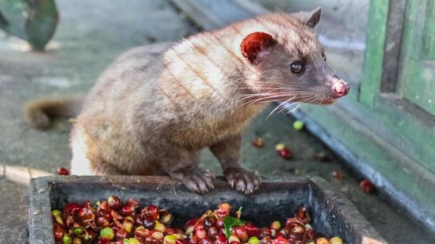 Civet coffee, a drink of elite consumed widely in the Gulf nations and Europe, is sold for Rs 20,000-25,000/kg abroad.