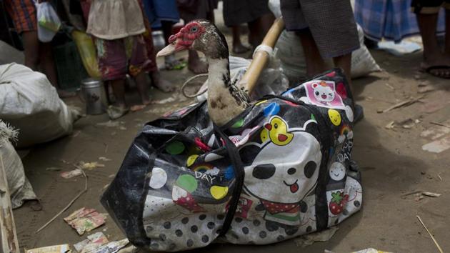 The Rohingya had to leave behind the vast majority of their livestock, one of few occupational options apart from farming available to them in Myanmar. Cattle now wander among the blackened remains of their incinerated homes with some weary travelers, managing to tuck a chicken, duck or goose into their bags. (Bernat Armangue / AP) The Rohingya had to leave behind the vast majority of their livestock, one of few occupational options apart from farming available to them in Myanmar. Cattle now wander among the blackened remains of their incinerated homes with some weary travelers, managing to tuck a chicken, duck or goose into their bags. (Bernat Armangue / AP)