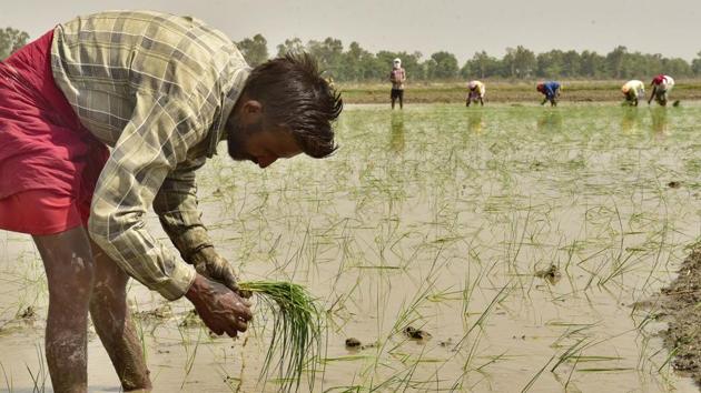 A farmer plants paddy seedlings in a field near Amritsar. Studies have found that lack of nutrients that lead to deficiency is causing a host of diseases in India. (HT file photo) A farmer plants paddy seedlings in a field near Amritsar. Studies have found that lack of nutrients that lead to deficiency is causing a host of diseases in India. (HT file photo)