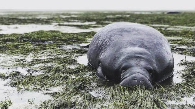Seen in this photo, a stranded manatee in Manatee County, Florida. The mammal was stranded after waters receded from the Florida bay as Hurricane Irma approached. (Michael Sechler / AP) Seen in this photo, a stranded manatee in Manatee County, Florida. The mammal was stranded after waters receded from the Florida bay as Hurricane Irma approached. (Michael Sechler / AP)