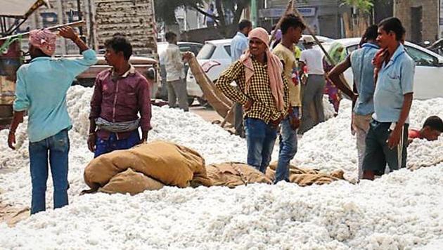 High tax rates in Punjab had made non-MSP crops such as cotton uncompetitive as neighbouring states had lower taxes. (HT File) High tax rates in Punjab had made non-MSP crops such as cotton uncompetitive as neighbouring states had lower taxes. (HT File)