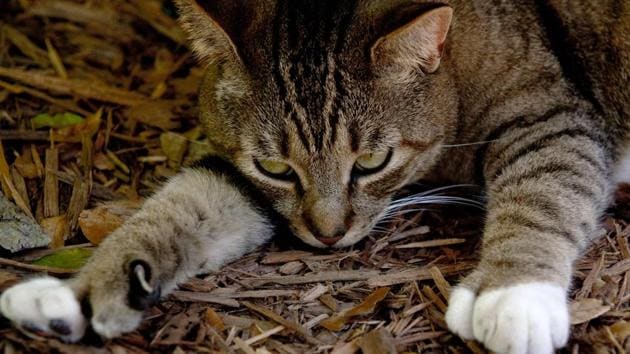 This file photo taken on February 18, 2013 shows a six-toed cat, one of many that reside at the home of author Ernest Hemingway, in Key West, Florida. Hurricane Irma may have wrought ‘devastation’ to the Florida Keys islands, but, much to everyone’s relief, a colony of six-toed cats descended from a pet owned by writer Ernest Hemingway has survived without a scratch. (AFP) This file photo taken on February 18, 2013 shows a six-toed cat, one of many that reside at the home of author Ernest Hemingway, in Key West, Florida. Hurricane Irma may have wrought ‘devastation’ to the Florida Keys islands, but, much to everyone’s relief, a colony of six-toed cats descended from a pet owned by writer Ernest Hemingway has survived without a scratch. (AFP)