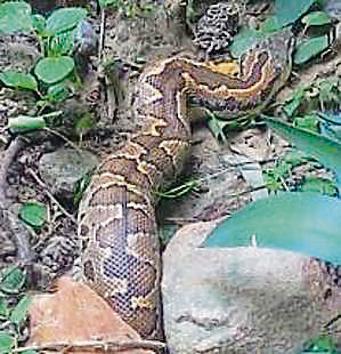 A python has taken regure in a Delhi park. A python has taken regure in a Delhi park.