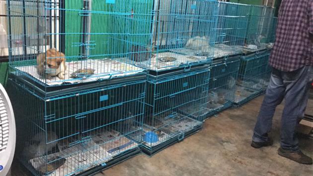 The rescued cats will be put up for adoption(HT photo)
