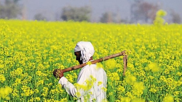 The Punjab government had promised total waiver of entire crop loans up to Rs 2 lakh for small and marginal farmers (up to 5 acres), and a flat Rs 2 lakh relief for all other marginal farmers. (HT File) The Punjab government had promised total waiver of entire crop loans up to Rs 2 lakh for small and marginal farmers (up to 5 acres), and a flat Rs 2 lakh relief for all other marginal farmers. (HT File)