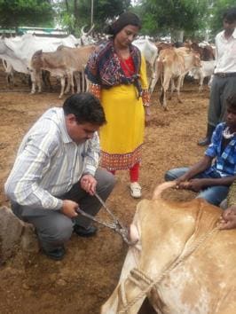 Stray bulls being sterilised by the officials of Kota Municipal Corporation on Wednesday.(HT Photo.)