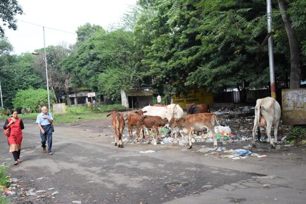 Animals feeding on garbage at PRC road, Khadki, Pune.(HT Pune)