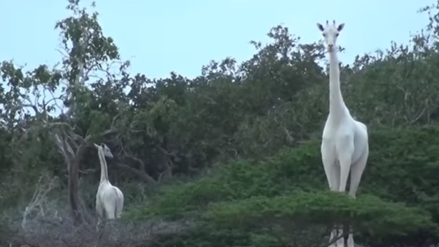 The giraffes are white because a genetic condition called leucism.(Video screengrab)