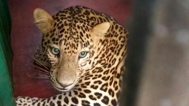 The animal is being quarantined and checked for injuries, and is expected to be released in the forest later. (HT Photo) The animal is being quarantined and checked for injuries, and is expected to be released in the forest later. (HT Photo)