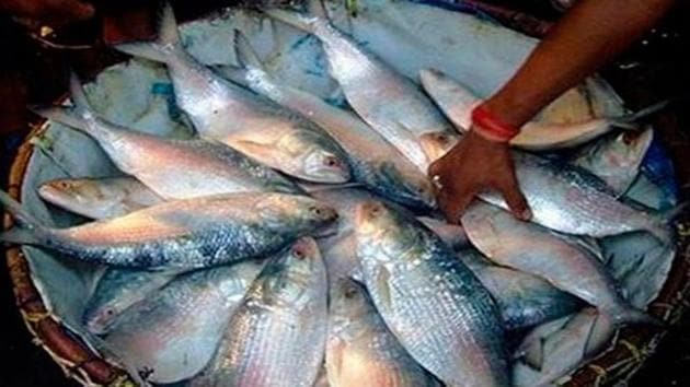 Hilsa is traditionally associated with Bengalis who are the original residents of Bangladesh, who constitute the traditional support base of East Bengal club. (HT Photo) Hilsa is traditionally associated with Bengalis who are the original residents of Bangladesh, who constitute the traditional support base of East Bengal club. (HT Photo)