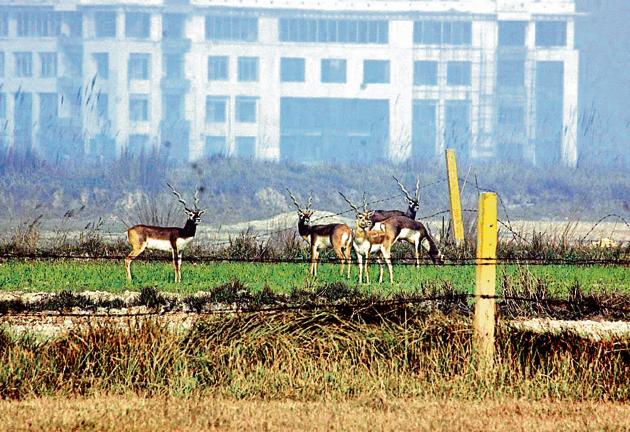 Bil Akbarpur, Datawali and Dadri wetland is home to a variety of wildlife such as Blackbucks, Blue Bulls, Chinkara, Sarus (state bird of UP), Bluethroat and waterfowls such as Malard, Pintale, Shovelers, Garganey and Pochards.