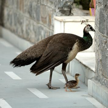 Welcome visitors: A peahen and her chicks once made Prerna Jain’s garden their home for a week!(Prerna Jain)