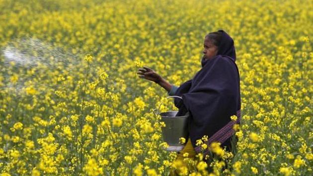 Supreme Court is hearing a matter concerning the release of GM Mustard in India on Monday.(Reuters File Photo)