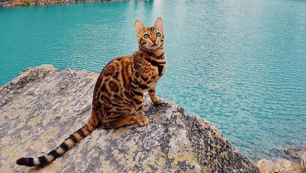 Suki the Bengal cat is winning hearts the world over, one Instagram post at a time.(sukiicat Instagram) Suki the Bengal cat is winning hearts the world over, one Instagram post at a time.(sukiicat Instagram)