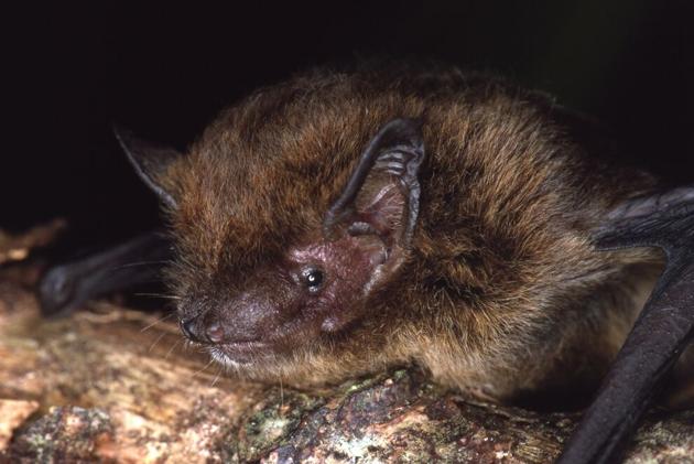 The Christmas Island Pipistrelle, a bat species endemic to Australia is now officially extinct, according to the International Union for Conservation of Nature (IUCN).(Courtesy: IUCN)