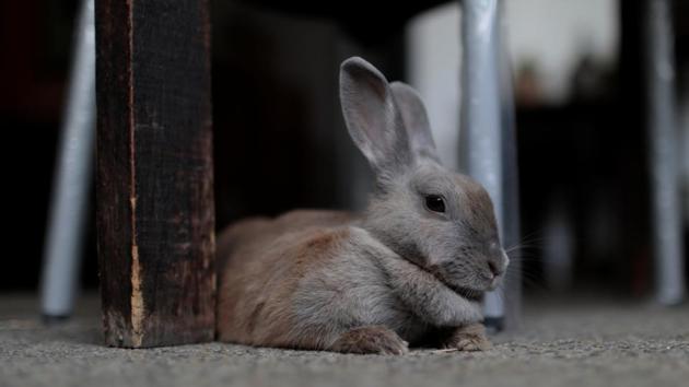Pet rabbit Lola is pictured at the balcony of an apartment in Caracas, Venezuela.(Reuters Photo)