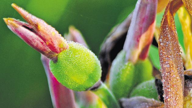 Scientifically speaking, the shiny droplets on thin, exposed objects in the morning or evening are nothing but condensation that disappears with the warm rays of the sun. (Anil dayal/HT)