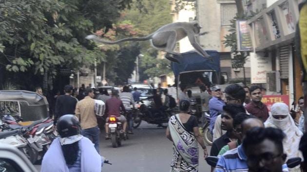 A group of monkeys suddenly arrived at Sadashiv peth on September 12 evening with residents humouring them by feeding bananas, bread and chapati in Pune. (ravindra joshi / HT PHOTO) A group of monkeys suddenly arrived at Sadashiv peth on September 12 evening with residents humouring them by feeding bananas, bread and chapati in Pune. (ravindra joshi / HT PHOTO)