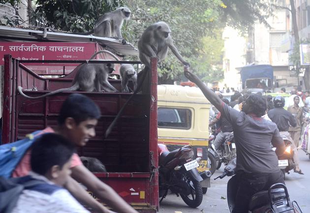A man feeds biscuits to a monkey on top of a truck after a troop of monkeys came out of nowhere at Sadashiv peth. (Ravindra Joshi/HT PHOTO) A man feeds biscuits to a monkey on top of a truck after a troop of monkeys came out of nowhere at Sadashiv peth. (Ravindra Joshi/HT PHOTO)