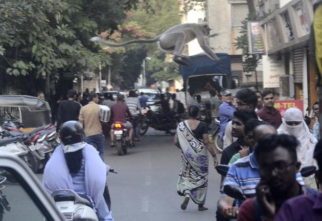 A monkey makes a leap of faith across a road in Sadashiv peth in Pune. (Ravindra Joshi/HT PHOTO) A monkey makes a leap of faith across a road in Sadashiv peth in Pune. (Ravindra Joshi/HT PHOTO)