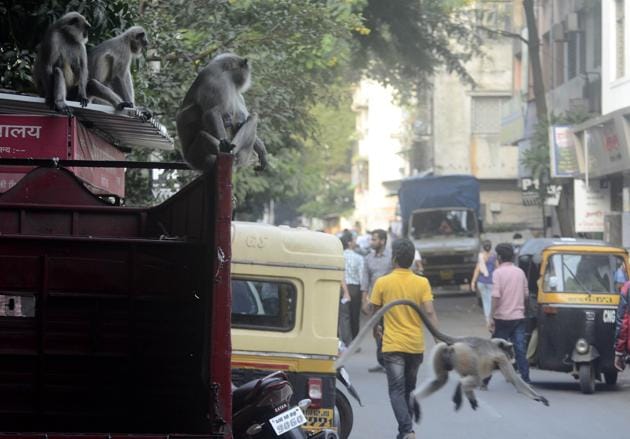 Two monkeys observe the traffic flow as they relax on top of a truck on Sadashiv peth. (Ravindra Joshi/HT PHOTO) Two monkeys observe the traffic flow as they relax on top of a truck on Sadashiv peth. (Ravindra Joshi/HT PHOTO)