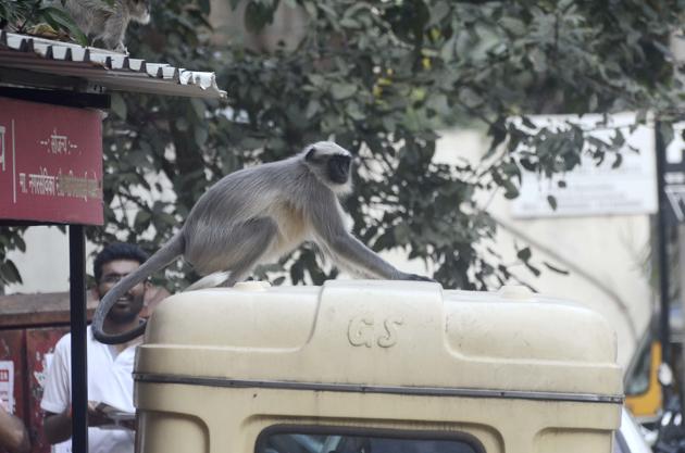 A monkey climbs on top an autorickshaw while trying to make a jump to a nearby tree. (Ravindra Joshi/HT PHOTO) A monkey climbs on top an autorickshaw while trying to make a jump to a nearby tree. (Ravindra Joshi/HT PHOTO)