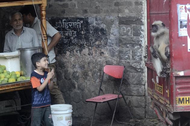 A child looks in fascination at a monkey on a mini truck. (Ravindra Joshi/HT PHOTO) A child looks in fascination at a monkey on a mini truck. (Ravindra Joshi/HT PHOTO)
