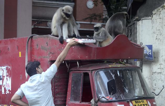 A man feeds sweets to a group of monkeys sitting on top of a minitruck at Sadashiv peth in Pune. (Ravindra Joshi/HT PHOTO) A man feeds sweets to a group of monkeys sitting on top of a minitruck at Sadashiv peth in Pune. (Ravindra Joshi/HT PHOTO)