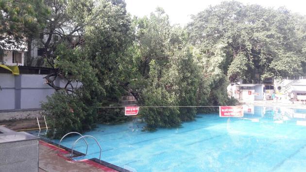 The tree near the swimming pool compound wall got uprooted. (HT Photo) The tree near the swimming pool compound wall got uprooted. (HT Photo)
