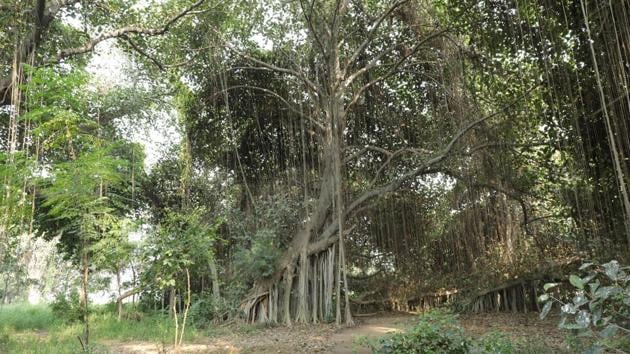 The sprawling banyan tree at the remote village of Cholti Kheri in Fatehgarh sahib district is 300 years old.(HT Photo)