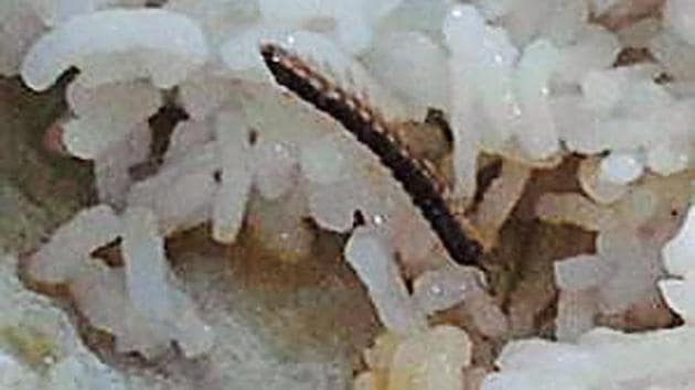 Insects found in the food at girl’s hostel number 5 at Panjab University.(HT Photo)