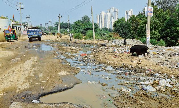 Pigs feast on sewage spill at Sector 67 in ward 25. (Parveen Kumar/HT PHOTO) Pigs feast on sewage spill at Sector 67 in ward 25. (Parveen Kumar/HT PHOTO)
