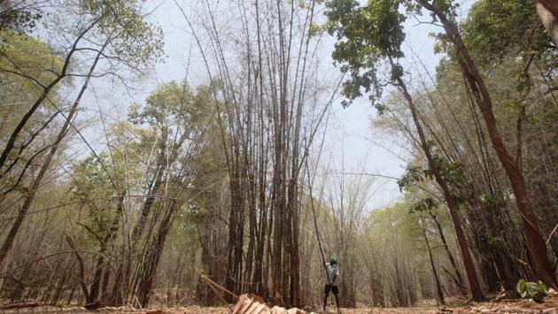 In Gadhchiroli, Maharashtra, bamboo forests are in abundance. In 2014, the Maharashtra cabinet approved the formation of the Tribal Cooperative Bamboo Processing Society. Gadhchiroli was the first district to get community rights for selling bamboo. (Puneet Chandhok / HT Photo) In Gadhchiroli, Maharashtra, bamboo forests are in abundance. In 2014, the Maharashtra cabinet approved the formation of the Tribal Cooperative Bamboo Processing Society. Gadhchiroli was the first district to get community rights for selling bamboo. (Puneet Chandhok / HT Photo)