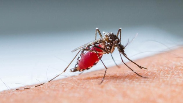 In a rare diagnosis, a 12-year-old Chhattisgarh boy was found to be suffering from quadruple malaria.(Getty Images/iStockphoto)