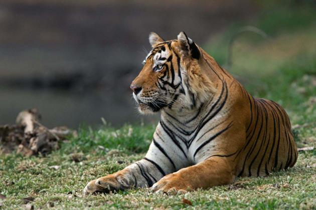 T-33, the male tiger. (Sachin Rai/HT File Photo.) T-33, the male tiger. (Sachin Rai/HT File Photo.)