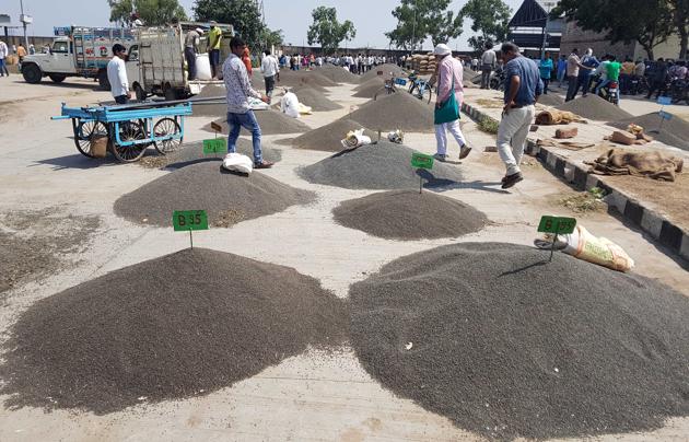 More than 30,000 urad farmers in Rajasthan’s Hadauti region await a date for government procurement of their produce on minimum support price. (AH Zaidi/HT Photo) More than 30,000 urad farmers in Rajasthan’s Hadauti region await a date for government procurement of their produce on minimum support price. (AH Zaidi/HT Photo)