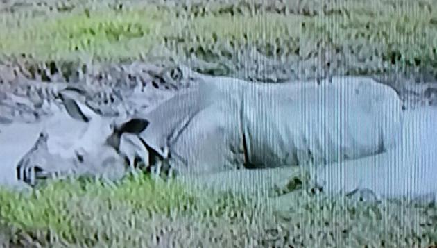 The rhino seen in the picture died in Assam’s Kaziranga National Park on Wednesday after a forest guard opened fire at the animal that attacked a patrol team (HT Photo) The rhino seen in the picture died in Assam’s Kaziranga National Park on Wednesday after a forest guard opened fire at the animal that attacked a patrol team (HT Photo)