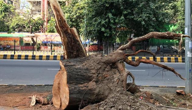 The landmark tree outside the American Centre in central Delhi was felled this month. (Mayank Austen Soofi / HT Photo) The landmark tree outside the American Centre in central Delhi was felled this month. (Mayank Austen Soofi / HT Photo)