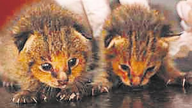 The two kittens that were rescued. The two kittens that were rescued.