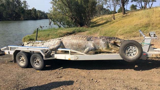 A handout photo taken on September 21, 2017 and received on September 22 from the Queensland Police Service shows a 5.2-metre male crocodile that was found in a creek along the Fitzroy River near Rockhampton with a single gunshot wound to the head. (AFP) A handout photo taken on September 21, 2017 and received on September 22 from the Queensland Police Service shows a 5.2-metre male crocodile that was found in a creek along the Fitzroy River near Rockhampton with a single gunshot wound to the head. (AFP)